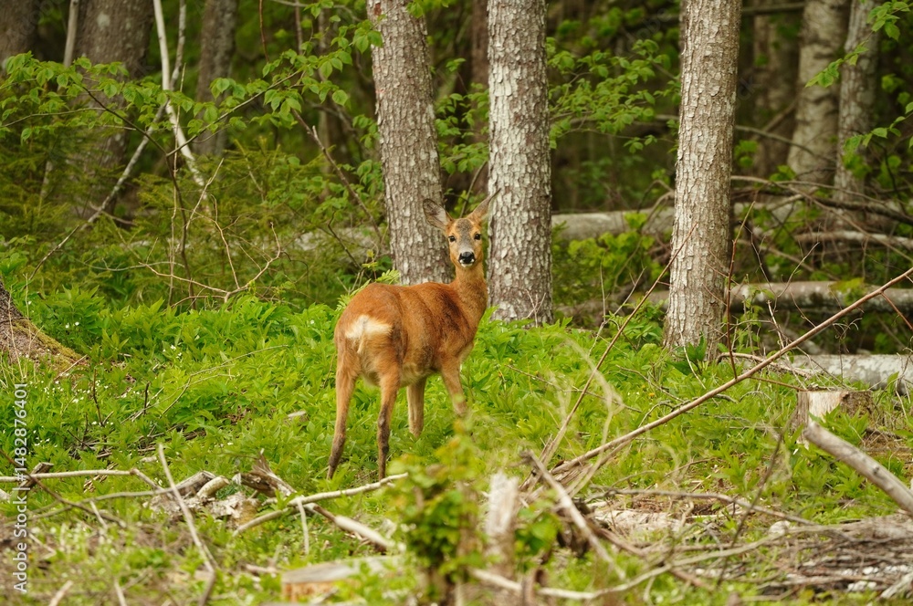 Naklejka premium Pregnant roe deer (Capreolus capreolus) in spring forest, May. Wildlife in natural habitat.