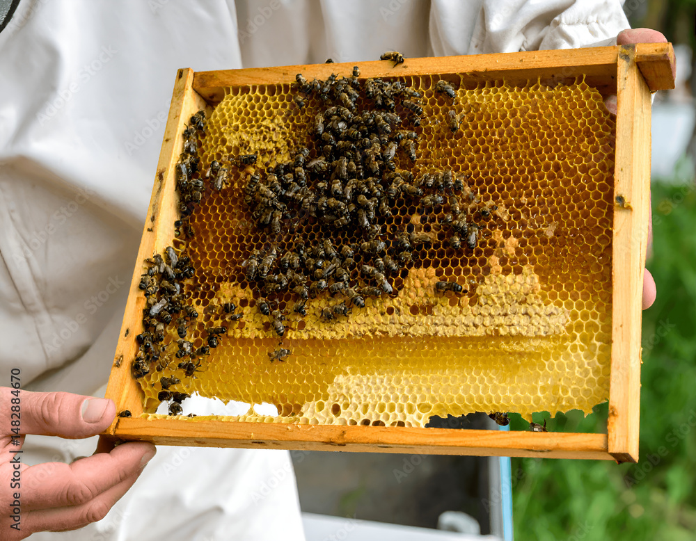 Hand Harvesting Honey from the Bee Hand Harvesting Honey from the Bee