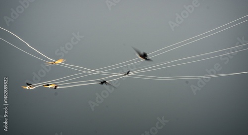 Abstract Birds in Flight Motion Blur Photography with Power Lines