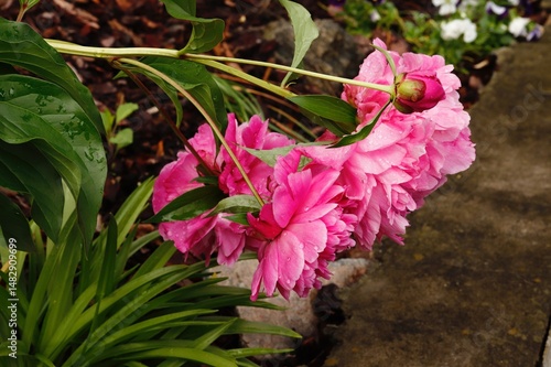 Photography Pink Peonies After Rain