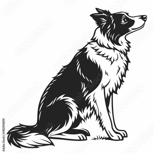 Black and White Border Collie Dog Sitting Vector Illustration