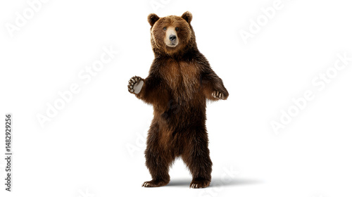 A brown bear standing on a white background