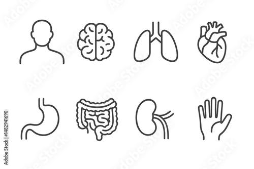 Human anatomy icons showcasing major organs and systems in a clean, minimalist design suitable for educational purposes