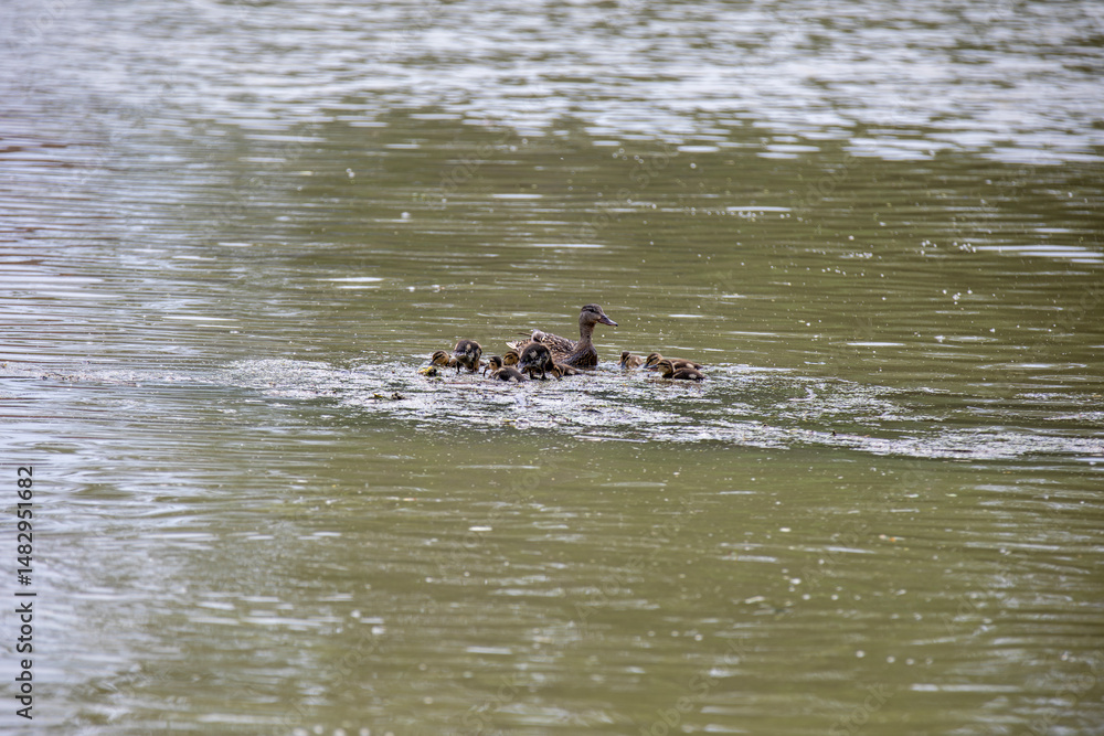 Fototapeta premium A mama mallard and her ducklings swimming and feeding in an Ontario river.