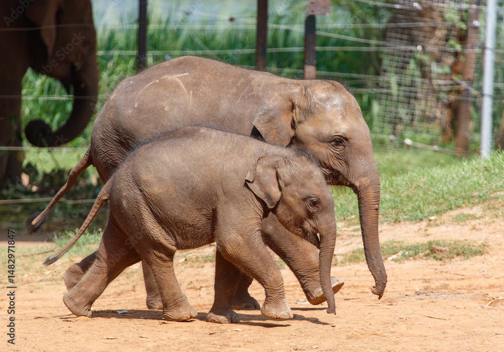 Fototapeta premium Two baby elephants walking together in a zoo