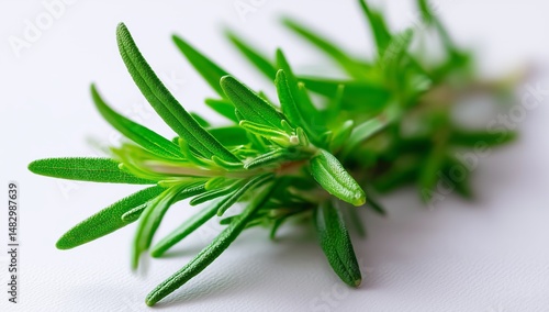 Freshly picked rosemary herb on a white surface showcasing its vibrant green leaves and distinctive texture in natural light