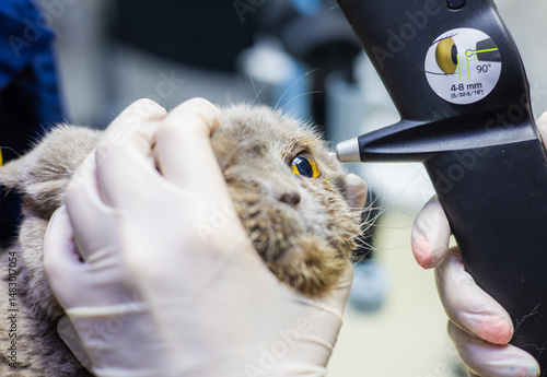 A veterinarian measures the intraocular pressure in a cat's eye using a tonometer during a medical examination at a veterinary clinic ensuring the health of the pet. An ophthalmologist examines a cat.
