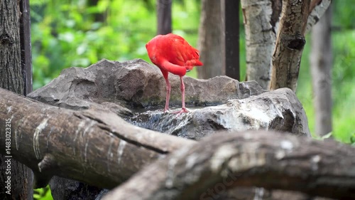 The scarlet ibis bird is swimming in the lake. It is preening its feathers and enjoying swimming.