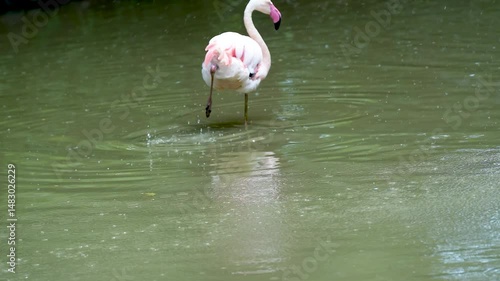 Flock of pink flamingos in the lake aquatic life. A bird with orange wings swims and bathes in the lake.