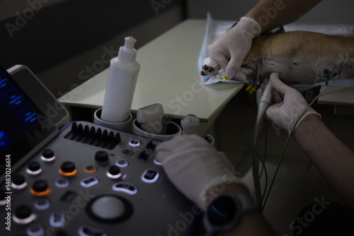 Veterinarians perform an ultrasound examination of a dog's heart in a veterinary clinic, using advanced medical equipment for accurate diagnosis and treatment. Heart ultrasound in a dog.