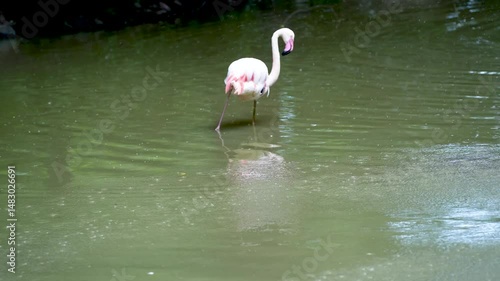 Flock of pink flamingos in the lake aquatic life. A bird with orange wings swims and bathes in the lake.
