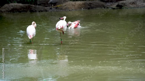 Flock of pink flamingos in the lake aquatic life. A bird with orange wings swims and bathes in the lake.