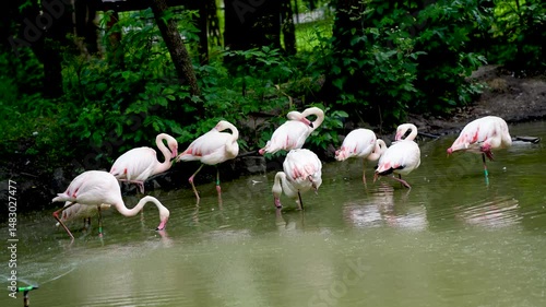 Flock of pink flamingos in the lake aquatic life. A bird with orange wings swims and bathes in the lake.