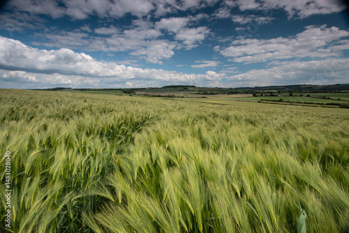 Field of Barley in the Wind