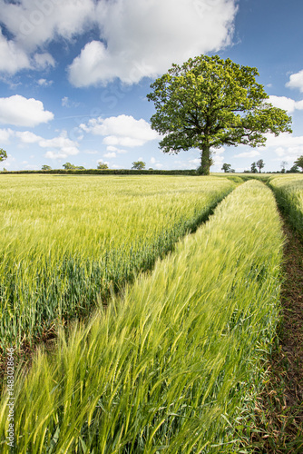 Oak Tree In Barley