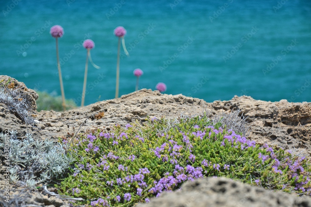 Zakynthos wild plants growing in the rocks by sea coast
