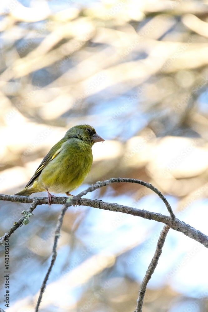 Fototapeta premium Un majestuoso Verderón común (Chloris chloris) posado en la rama