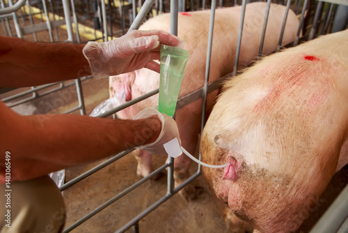 Quadro em tela Zootechnician Performing Artificial Insemination in Sow Using Semen Straw