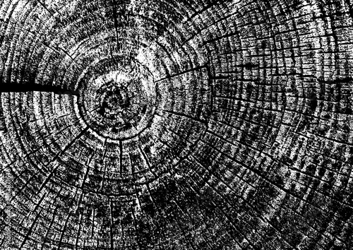 Large vector tree rings texture with a transparent background