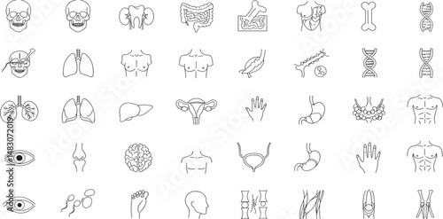 Human Body Line Editable Icons set. Vector illustration in modern thin line style of human anatomy icons: organs, body parts, skeleton parts,