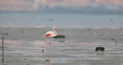 Greater Flamingos walking in the early morning hours at Eker creek, Bahrain