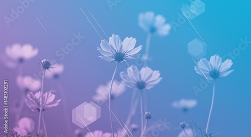 Delicate Cosmos Flowers in a Pastel Gradient Background