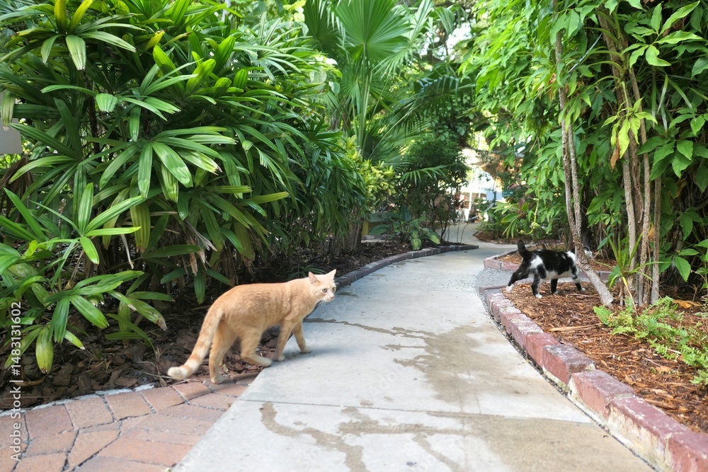 Cats at the Hemingway Home and Museum in Key West, Florida