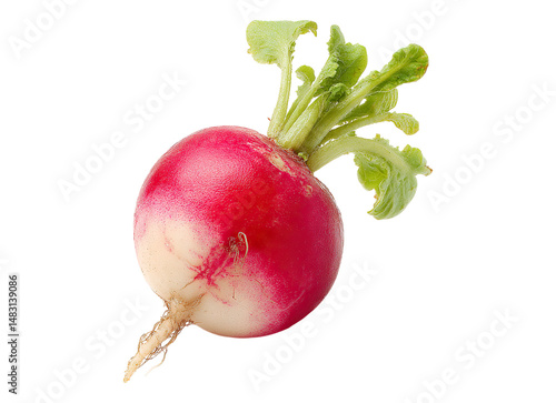 Fresh radish close
