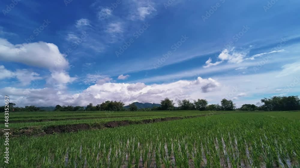 Dramatic Sky Moving Fast Over Rice Field Landscape. 4K Quality Footage Dramatic Sky Moving Fast Over Rice Field Landscape. 4K Quality Footage