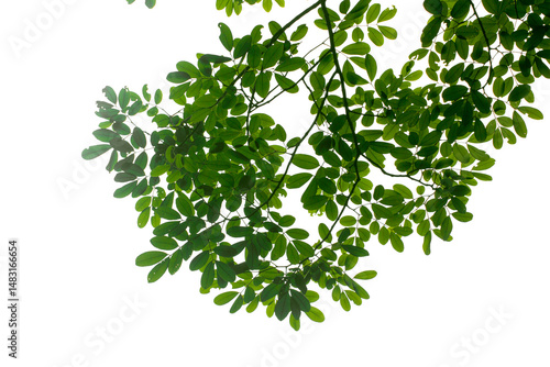 green leaves on white background