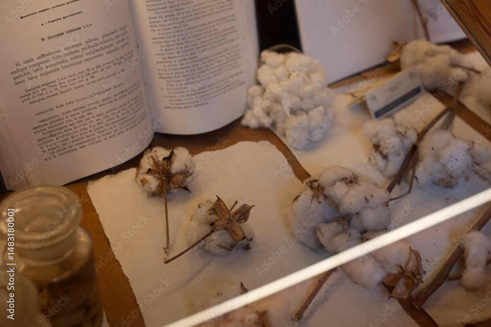 Fototapeta premium Close-up of cotton bolls and branches displayed alongside antique botanical text.