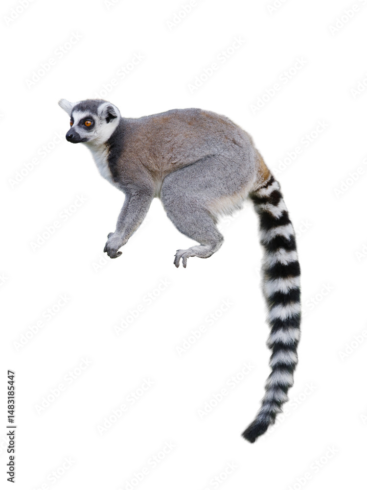 Fototapeta premium lemur isolated on white background