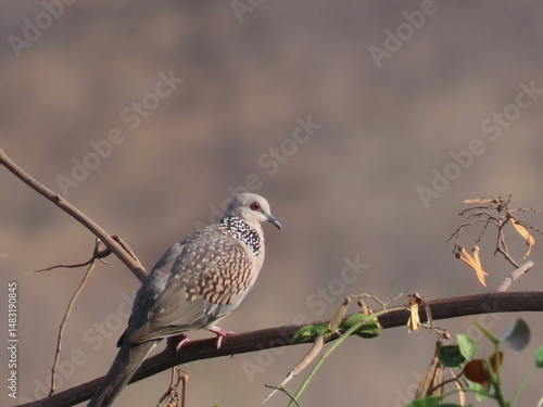 Dove taking sunbath during winter