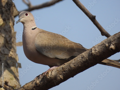 Black collared imperail dove sitting on a branch 