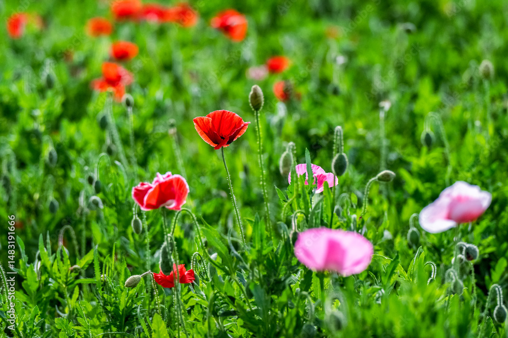 Obraz premium Corn Poppy