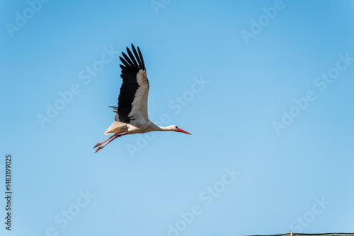 stork on the roof flying animal avian