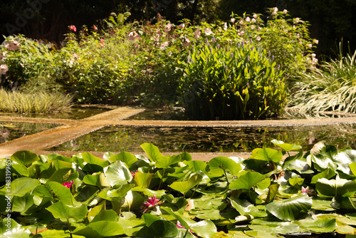 Beautiful water lilies in a...