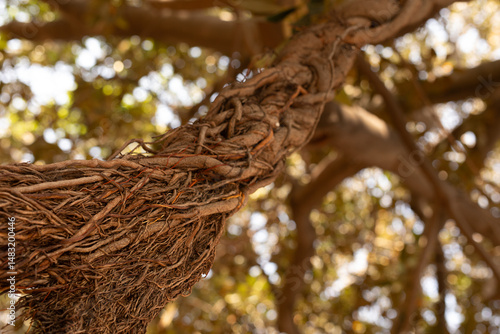 Detailed image of intertwin...