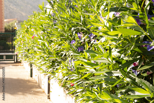 Beautiful hedge of lush gre...