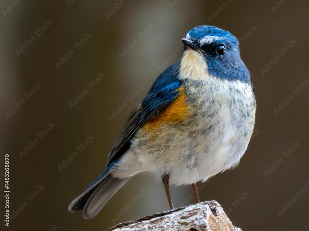 Obraz premium 森の中で周りを見渡しているルリビタキの雄の繊細で美しい羽毛の様子のクローズアップ