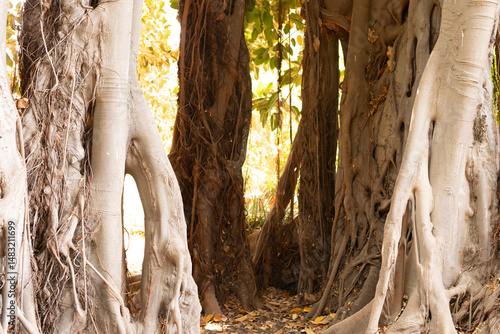 Majestic banyan tree with e...