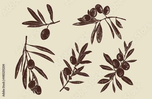 Set of Olive branch. Linocut vector illustration with grunge texture. Monochrome linear woodcut illustration.	