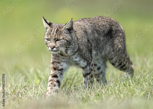 Canvas Print The bobcat (Lynx rufus), photo taken in Point Reyes National Seashore, Northern