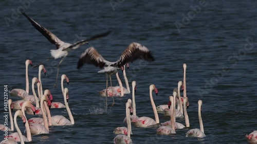 Greater Flamingos takeoff in the morning hours at Eker creek, bahrain