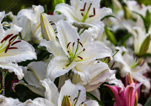 White lilies in full bloom at the Chiang Mai Flower Festival. A stunning display of natural beauty.