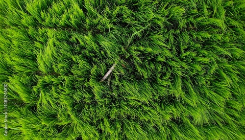 Grama verde e vivida