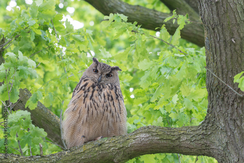 European eagle owl sitting on branch