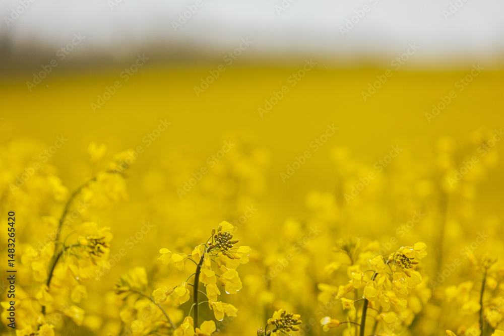Wide field of bright yellow rapeseed flowers in full bloom, featuring two tractor tracks leading through the crop toward a tree line in the background. Wide field of bright yellow rapeseed flowers in full bloom, featuring two tractor tracks leading through the crop toward a tree line in the background.