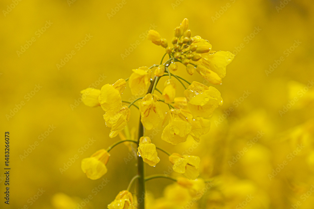 Detailed close-up of a rapeseed flower cluster with vivid yellow petals and water droplets, set against a softly blurred yellow background. Detailed close-up of a rapeseed flower cluster with vivid yellow petals and water droplets, set against a softly blurred yellow background.