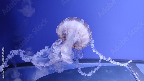 Seabed, Aquarium, Jellyfish, Beautiful Jellyfish
